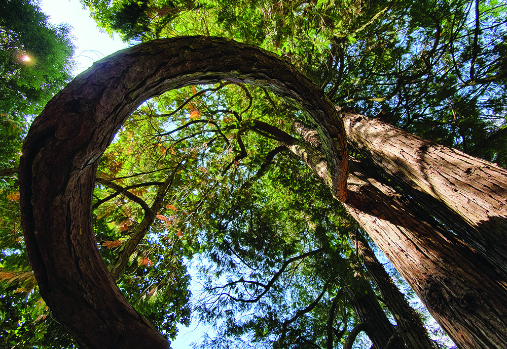 EXPO VERNISSARTS 2024 : NATURE URBAINE AVEC NADIA JAAFAR