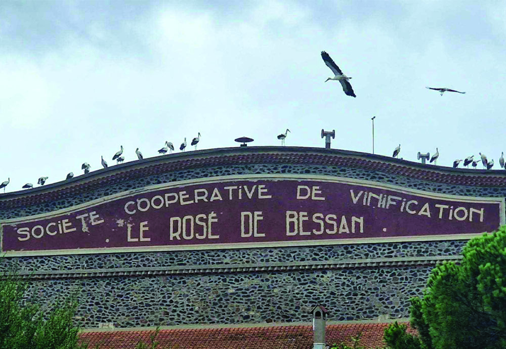 LE BAL DES VENDANGES A DÉBUTÉ À LA CAVE DU ROSÉ DE BESSAN