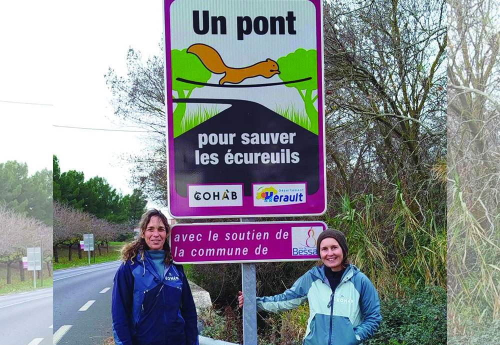 ÉCURODUC : LE PASSAGE PROTÉGÉ À ECUREUILS SE PORTE BIEN