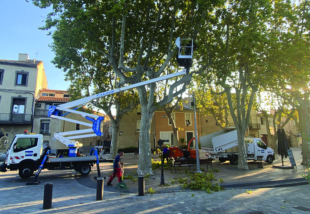 ÉLAGAGE DES PLATANES EN VILLE : PRENDRE SOIN DU PATRIMOINE