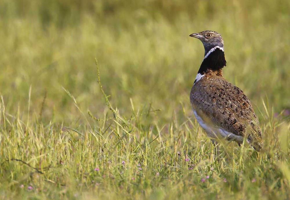 LE TRADITIONNEL COMPTAGE ANNUEL DES OUTARDES