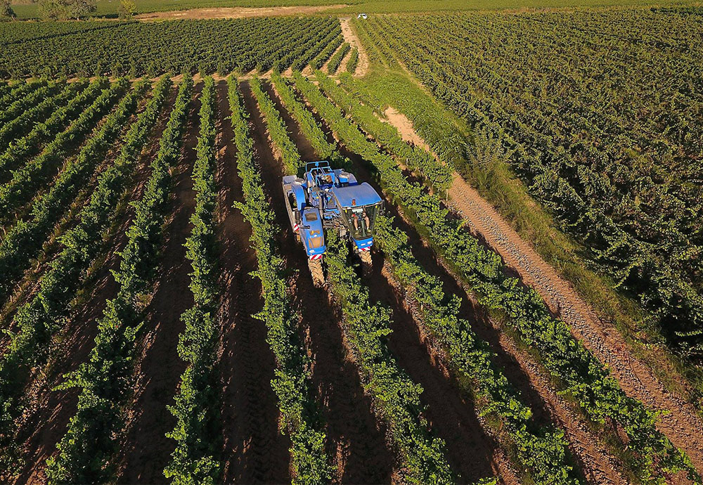 LES VENDANGES 2023 ONT DÉMARRÉ À LA CAVE COOPÉRATIVE